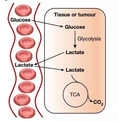 乳酸循环过程图片
