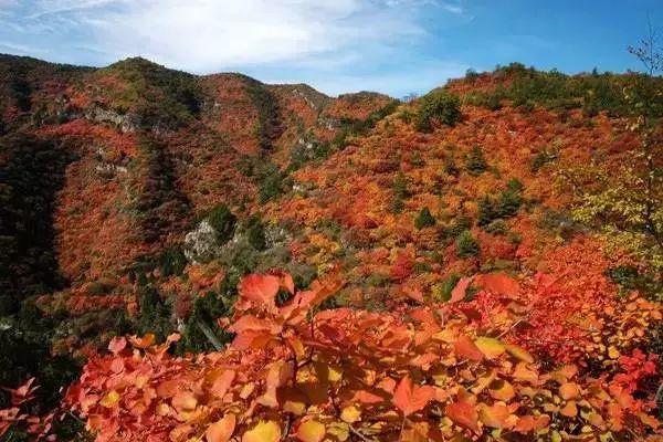 仙台山風景區位於石家莊井陘縣,紅葉覆蓋多達60平方公里,是北京香山的