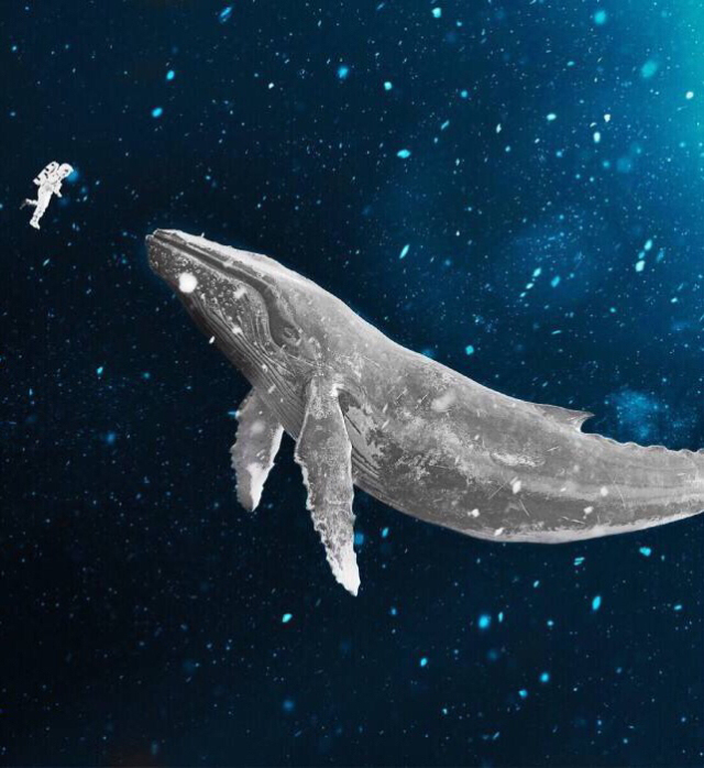 这世界有一种现象叫鲸落,鲸鱼死后尸沉在海底下,供养其他水生物