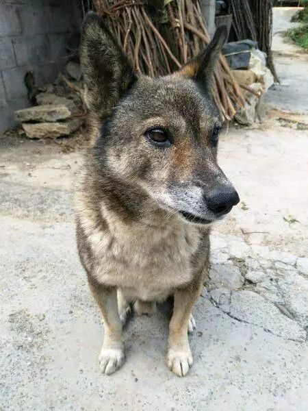 对于这只狗来说,16年活下来太不容易了,尤其是在农村,处处都有危险.