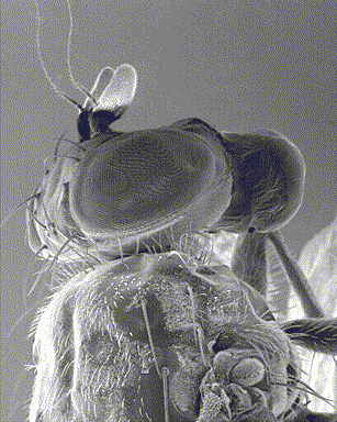 微信苍蝇动态图片大全图片