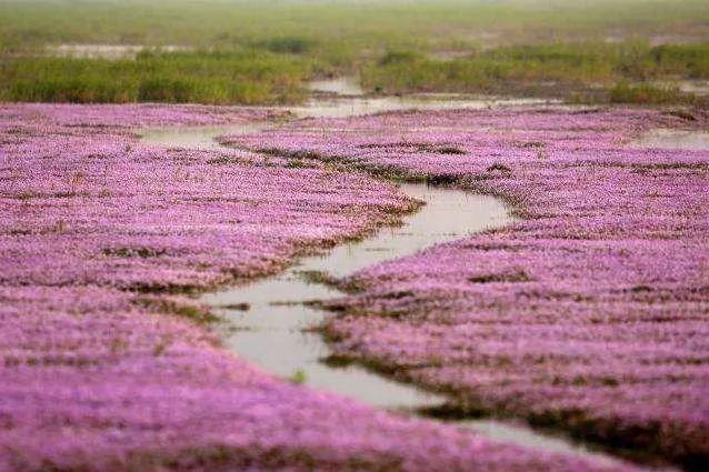 都昌花海图片