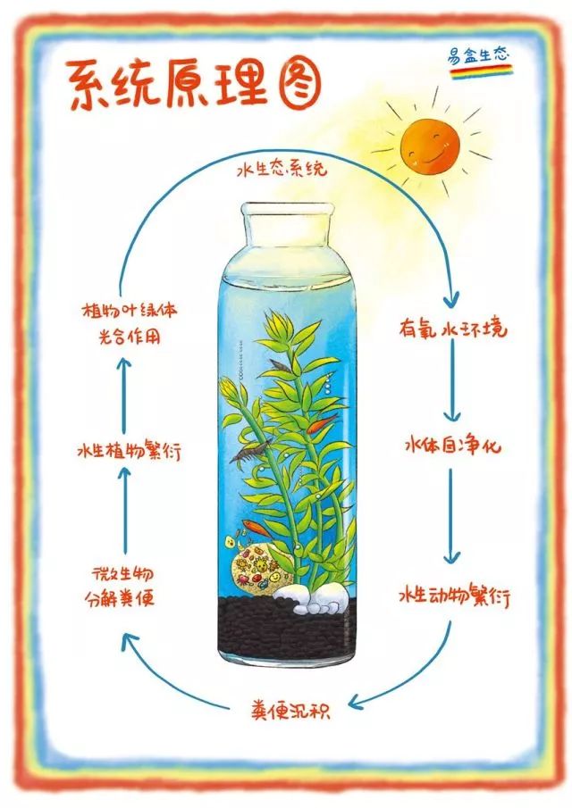 艺术节系列活动预告瑞金小达人周末专场之生态鱼瓶