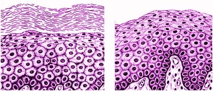 迅速激发基底细胞活力肽能基源修护套装在细胞水平给予肌肤科学的