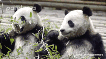 熊猫快乐风车表情包gif图片