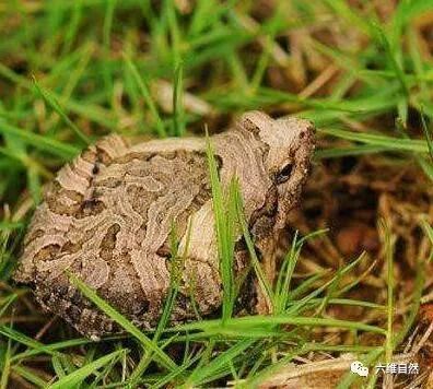 这种青蛙很少见它呈三角形不走平常路