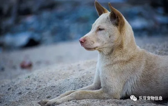 地大物博大中華田園犬最美合輯,我為土狗代言-第四集!-搜狐