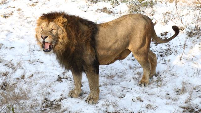 同為威猛的大型猛獸老虎和獅子如果打一架誰更厲害