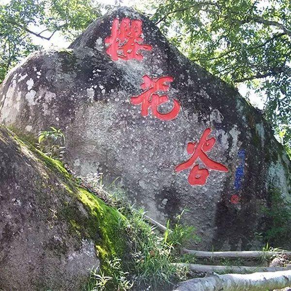 這裡的美,穿越時間——騰衝櫻花谷