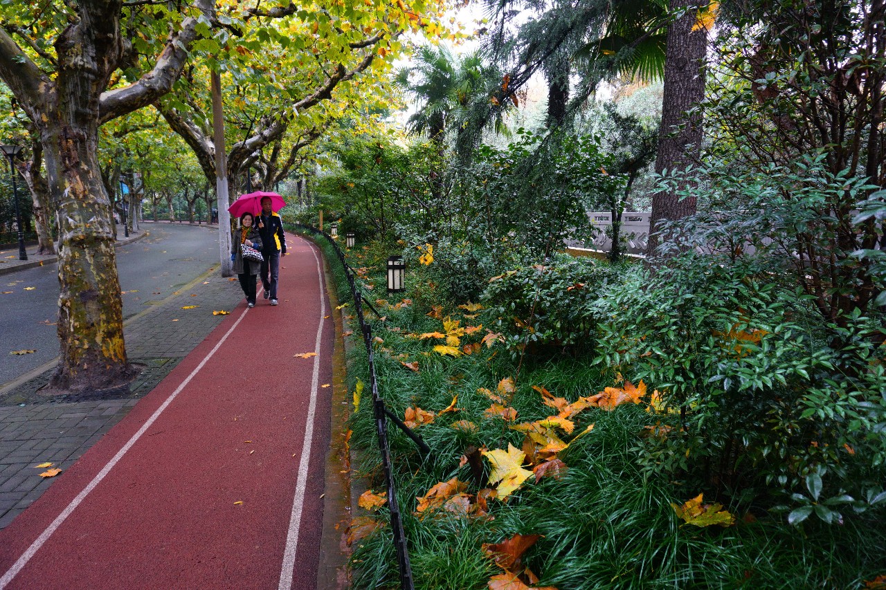 今年上海落叶景观道路增至29条深秋魔都分分钟美成油画