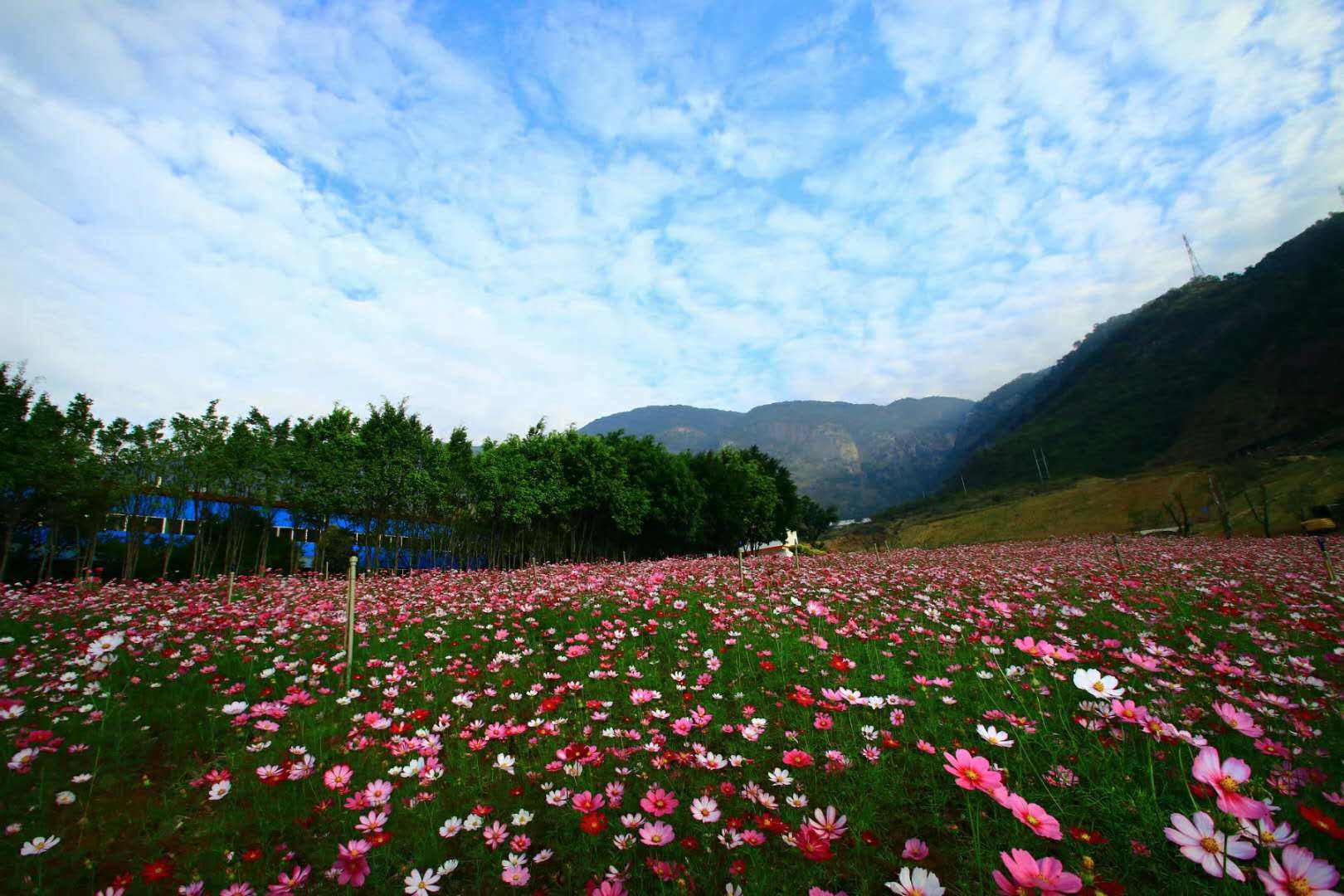 王東/攝影攀枝花玉佛寺景區位於機場路南側,整個景區規劃建築