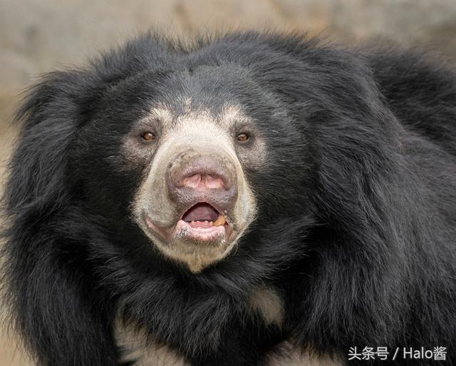 看完都想要養水獺了,這些兇猛肉食性動物的寶寶模樣也太可愛!