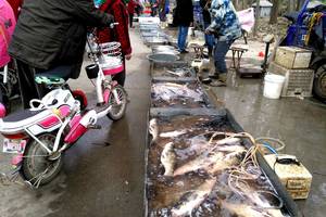 本地农村最大的淡水鱼市场为啥大鱼好卖鲢鱼草鱼八九斤太平常