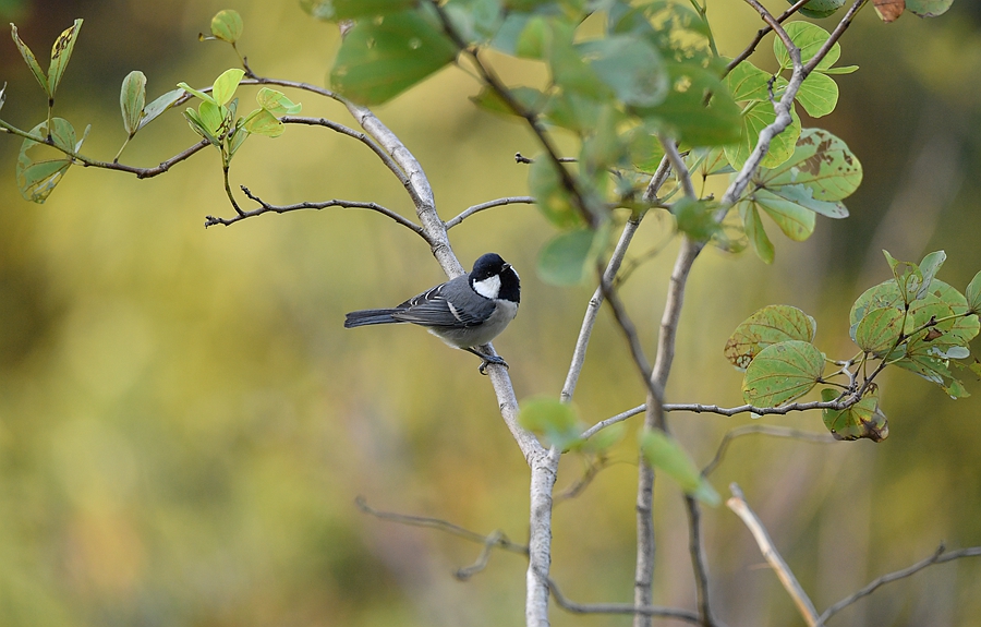 野外觀鳥——遠東山雀