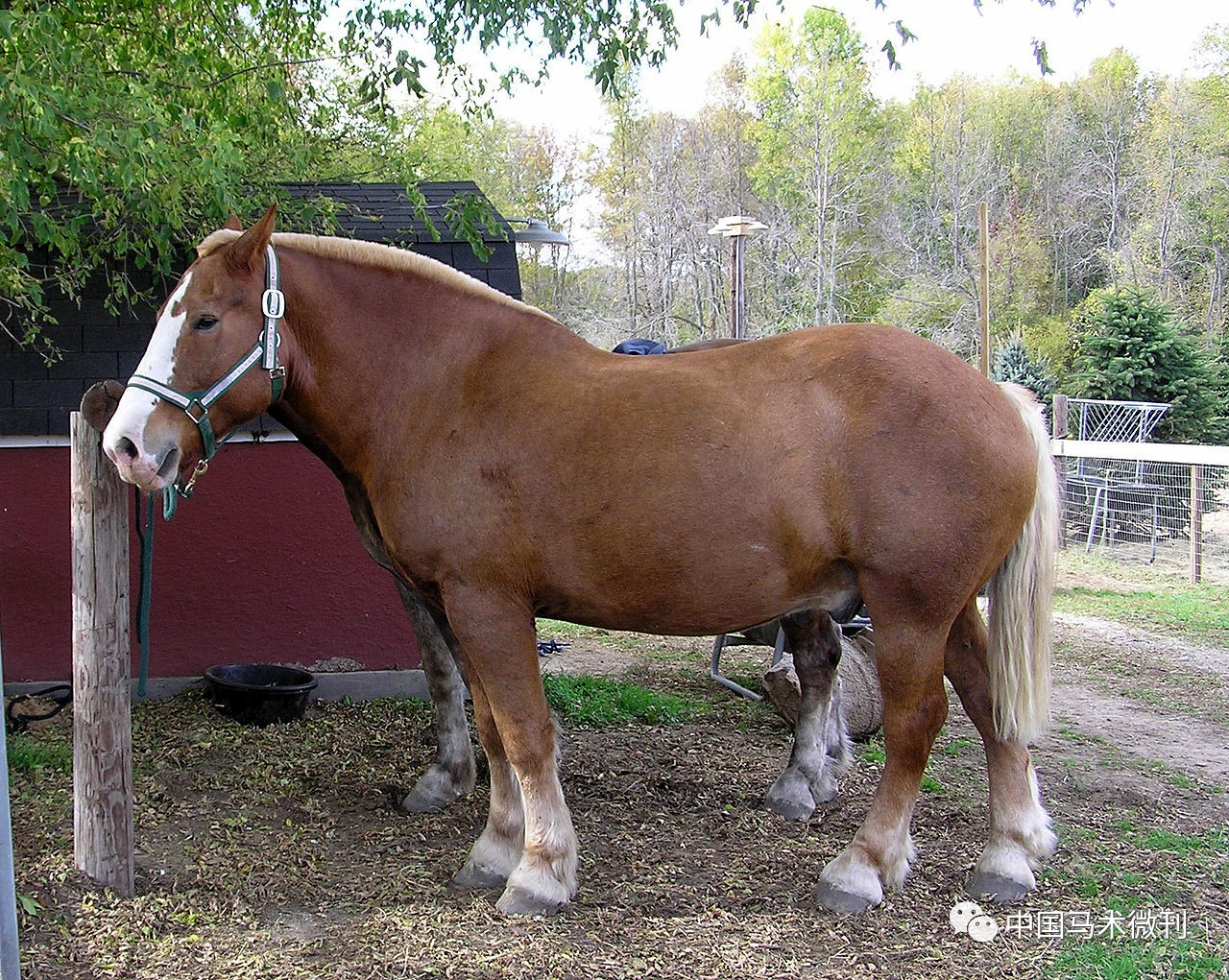 馬種百科之馬種分類冷血馬:②布拉班特馬