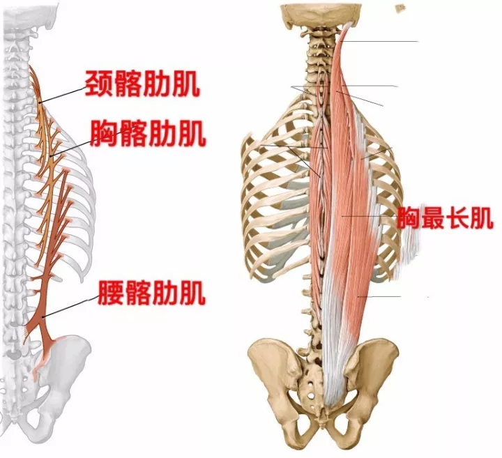 而這些深層肌肉多直接附著於脊柱上,引起胸椎側彎或者關節錯位,進一步