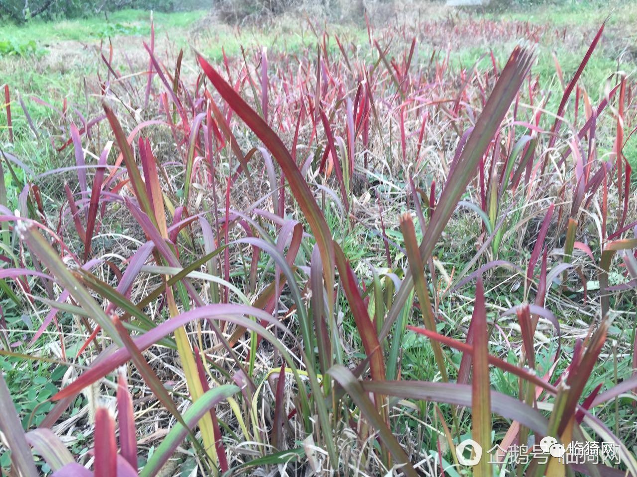 乡情秋天里临猗田间地头常见的这些野生植物你认识多少有多少勾起我们