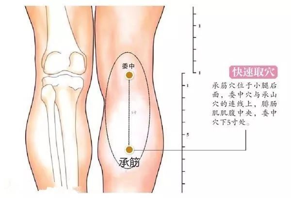 补充:筋缩位于第八胸椎脊突下,旁开15寸就是肝俞,旁开3寸就是魂门