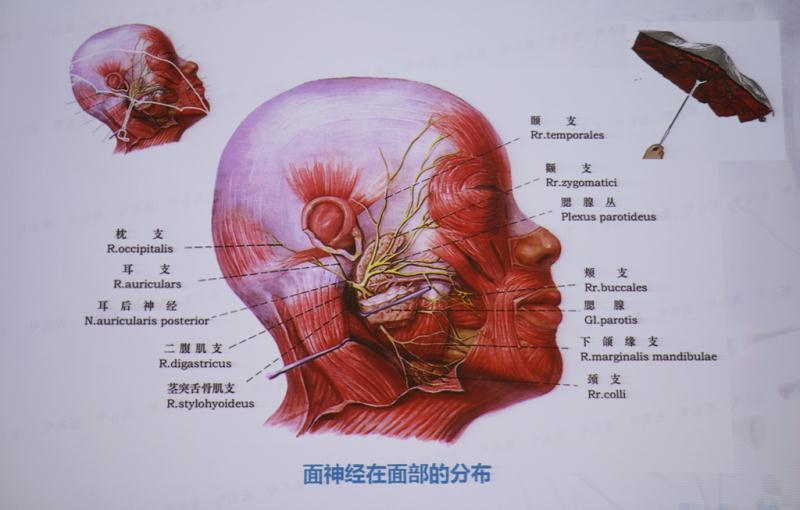 面神经体表定位图图片