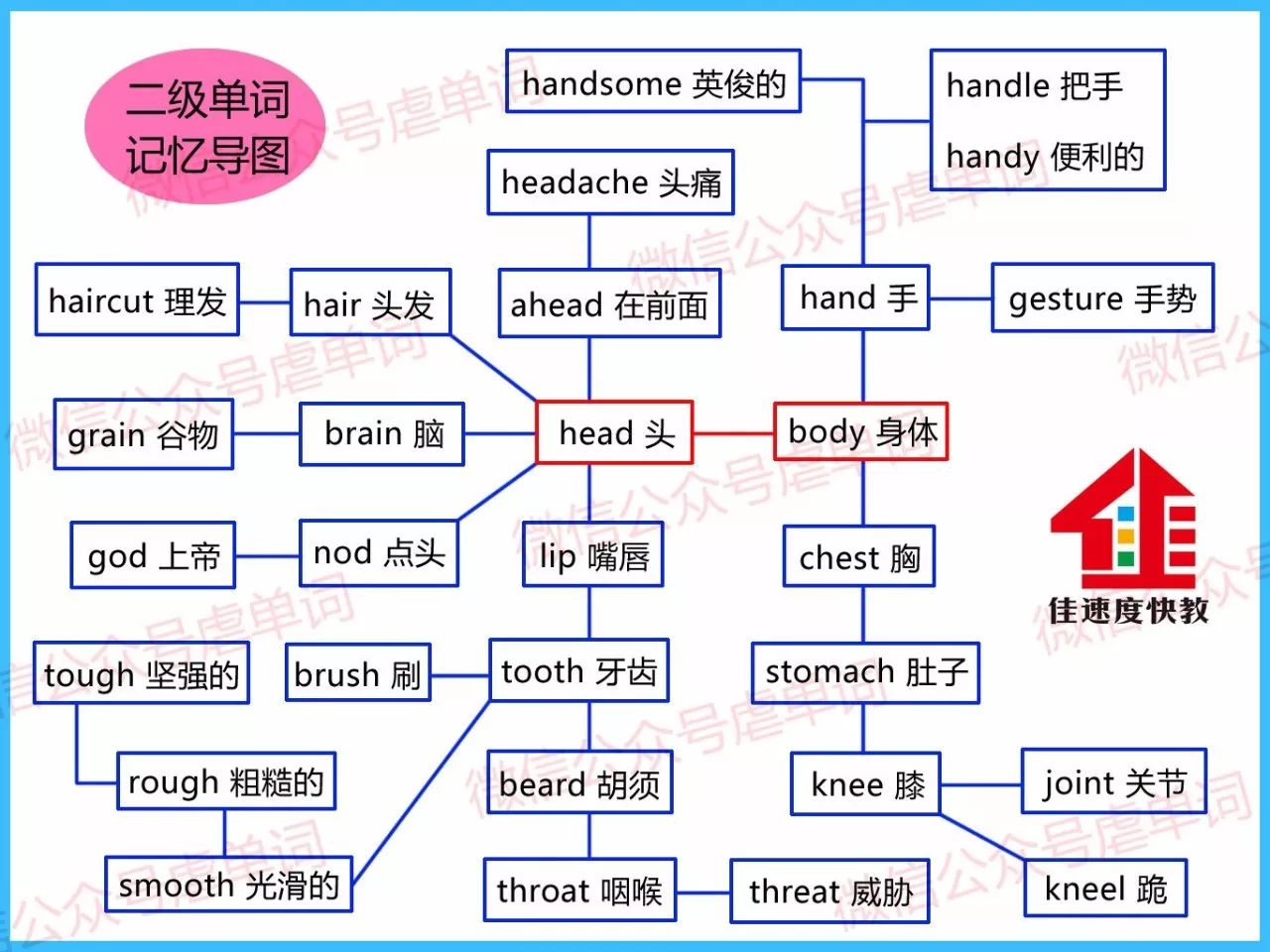 由身体部位拓展出的29个相关单词