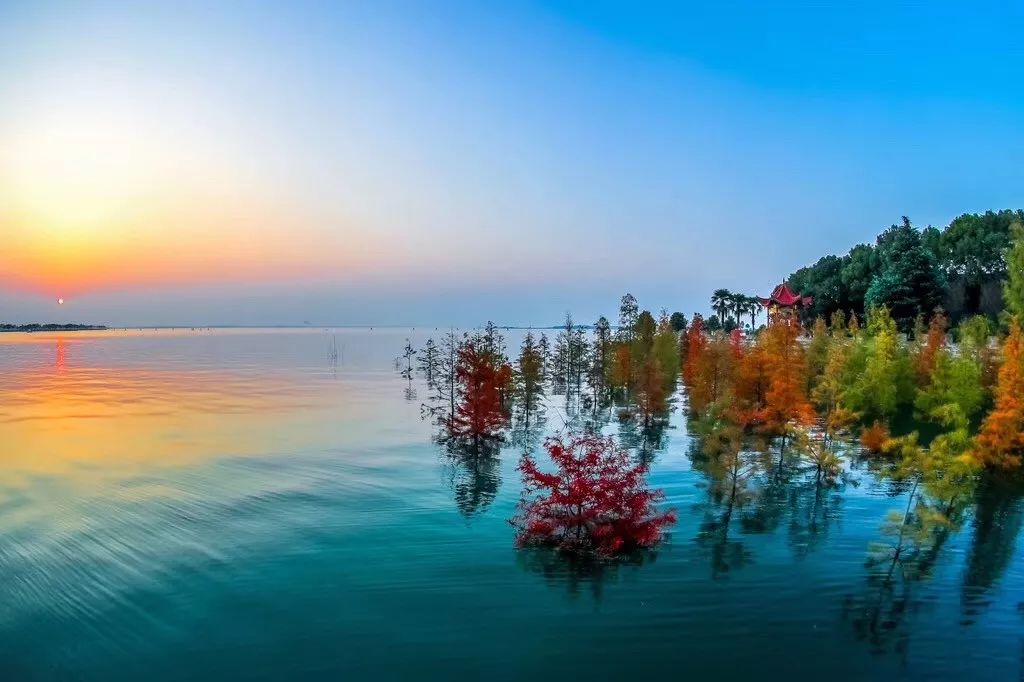 荆门漳河的这片水中红林最近成了网红,让我们一起来感受它的魅力吧!