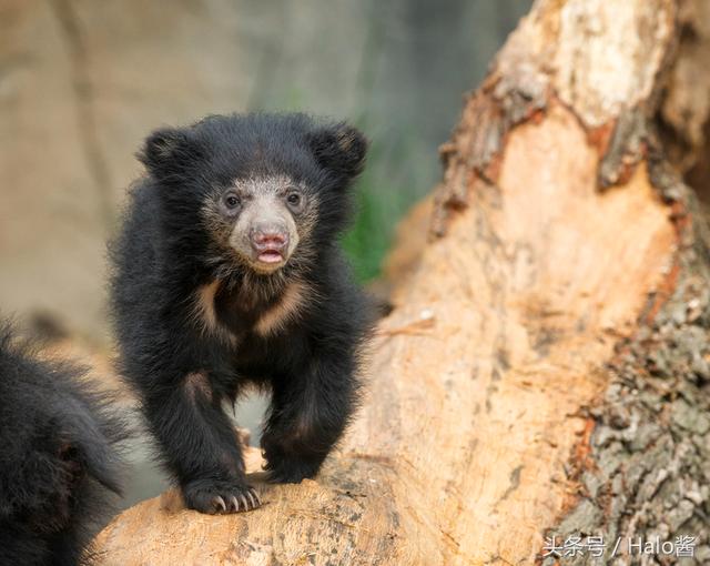 食蚁性:懒熊(sloth bear)但别看它出生时这么小一只,成年后的鸭嘴后