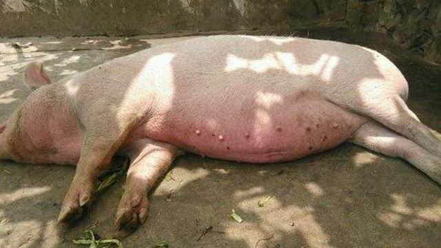 母猪难产死亡图片