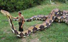 世界上最大的蛇亚马逊河域森蚺