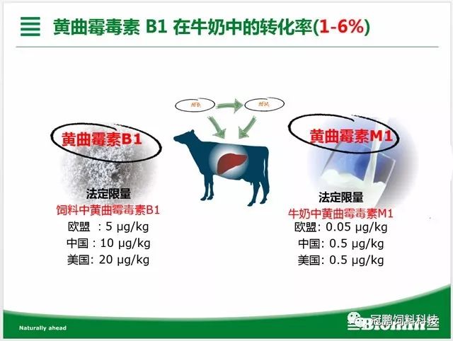 百奥明亚洲营养论坛课件1霉菌毒素对奶牛生产的危害及防控12