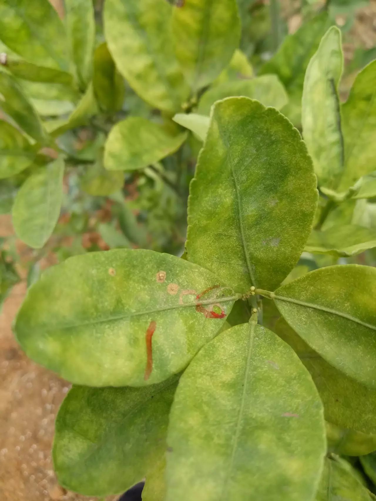 植物上的红蜘蛛图片图片