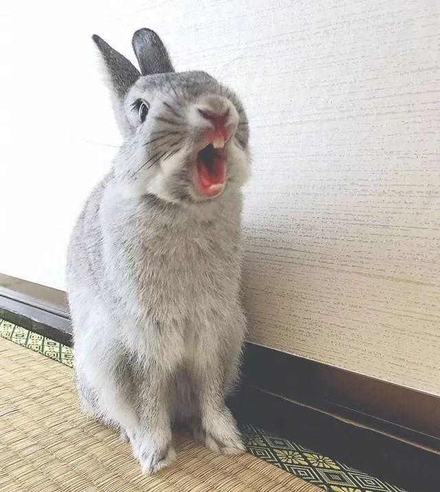 兔子丑照图片