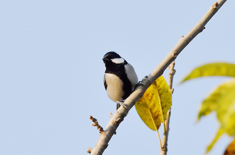 野外觀鳥——遠東山雀