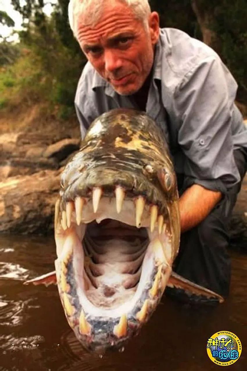 世界上什么鱼最凶猛图片