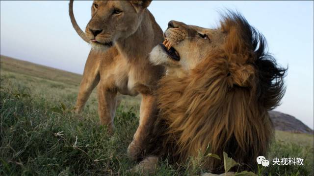 自然传奇狮子五兄弟图片