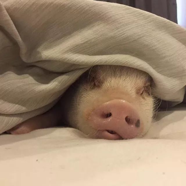 体测前一晚,我睡得像粉红小猪一样香甜
