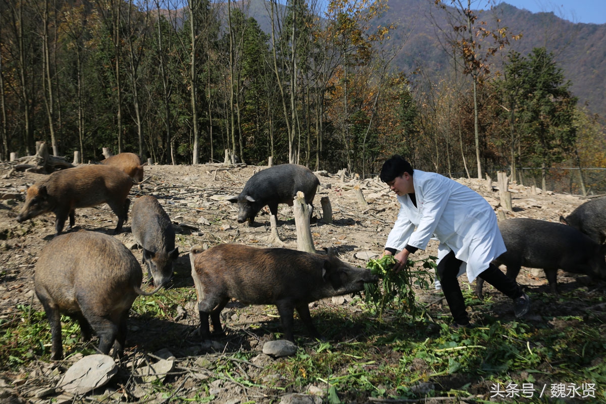 退伍老兵大城市打拼成千万富翁返乡养野猪投三千万推高山食品