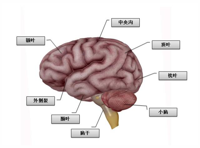 科普堂第十三課什麼是科學的大腦分區與分工