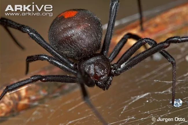 latrodectus hasselti,中文正式名称是哈氏寇蛛,一般称为澳大利亚红背