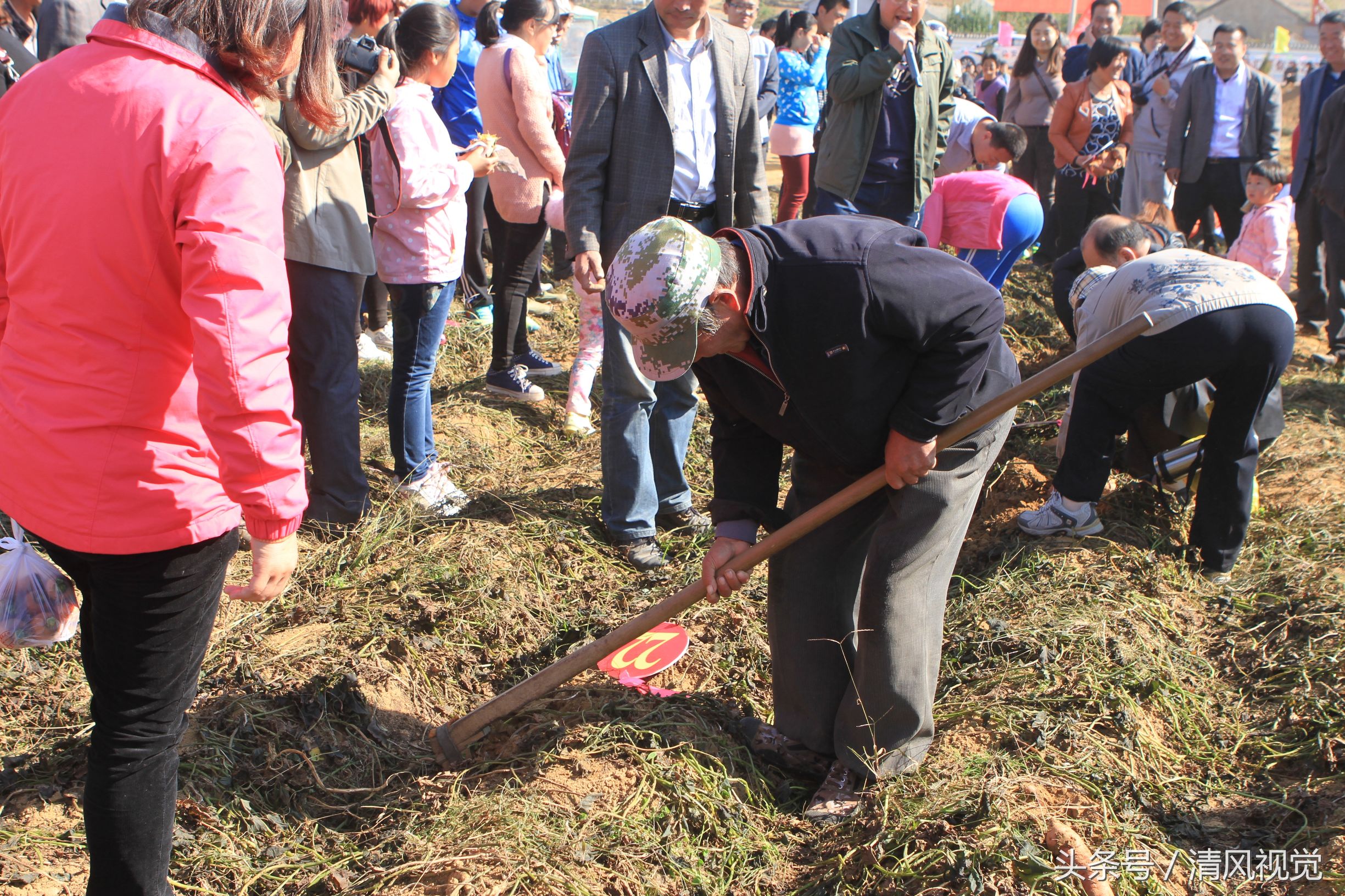 一位小不点也手持铁锨,挖出了一个大地瓜