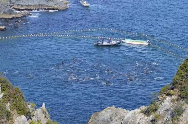 當我們在哀悼白鰭豚時日本卻在屠殺海豚染紅海洋竟是一種信仰