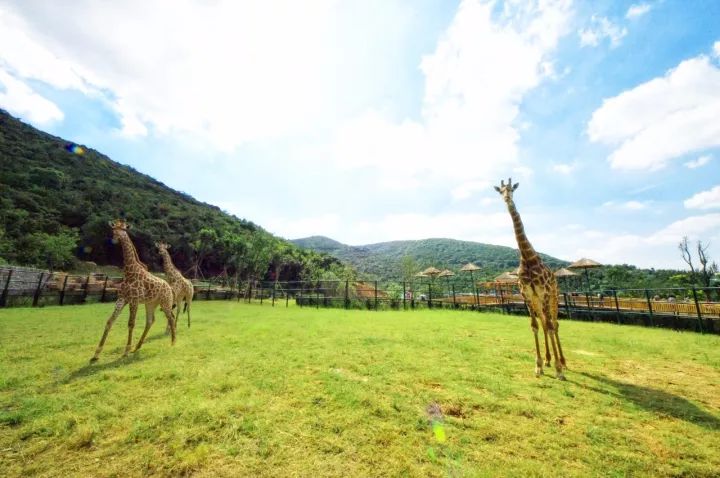 只要299元起和熊孩子一起玩轉無錫動物園歡樂大馬戲