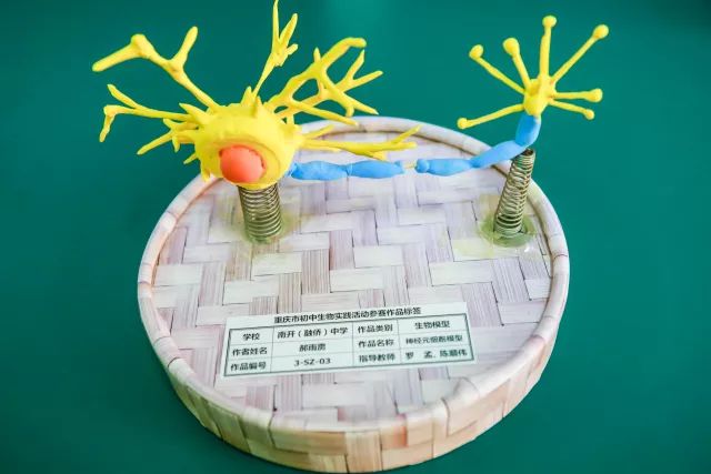 從專業性的標本製作,模型創作,到創造性的生物與藝術作品,學生已深刻