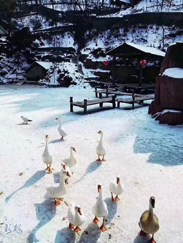 下雪了大鹅快跑图片图片