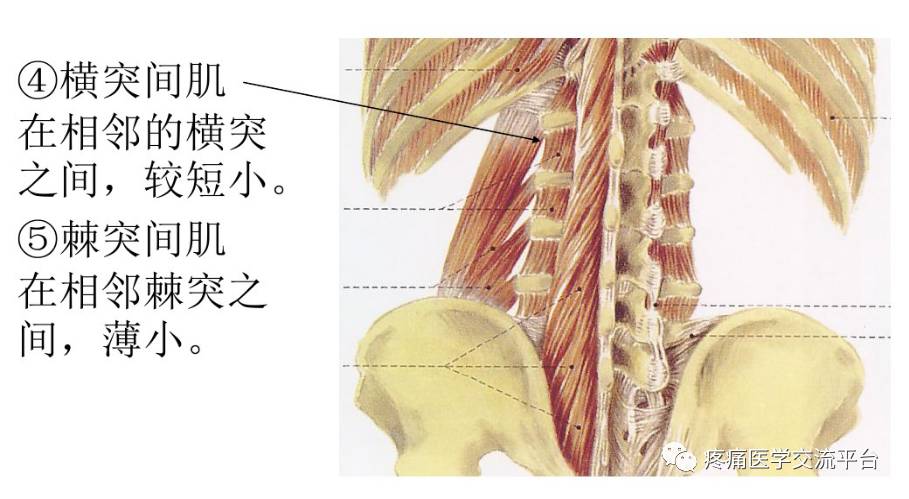 針刀篇腰骶部針刀治療