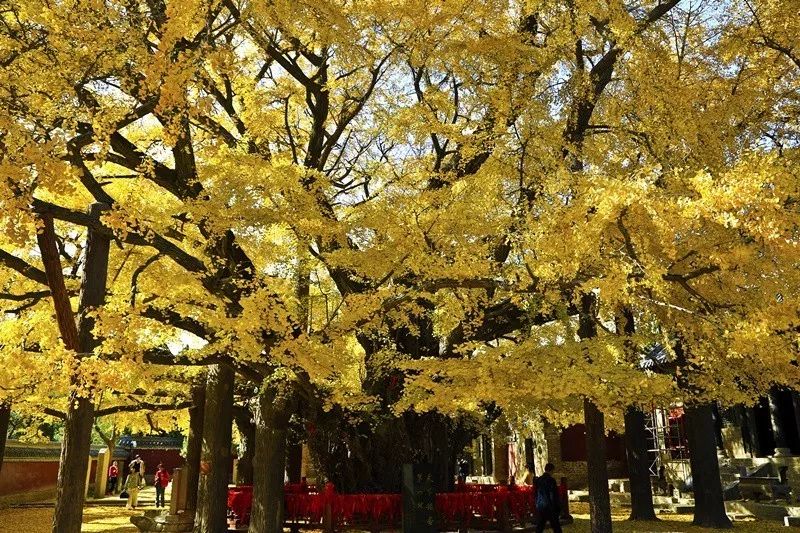 銀杏變黃時我在定林寺你在哪