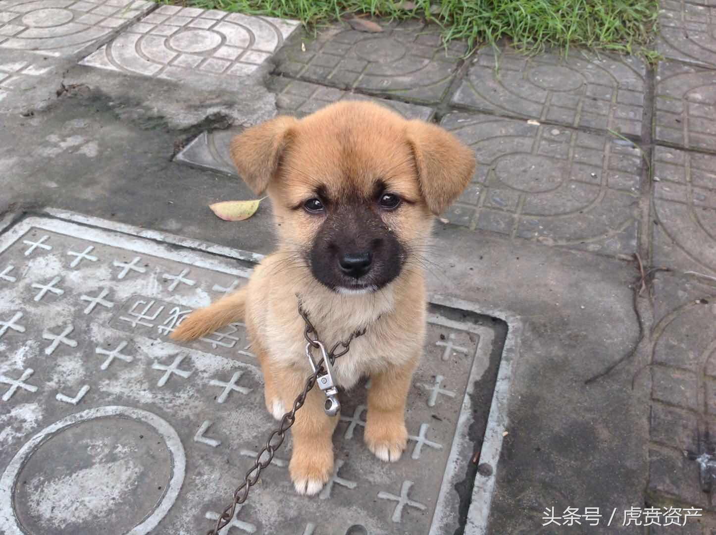 金牌小土狗的卖萌表情包