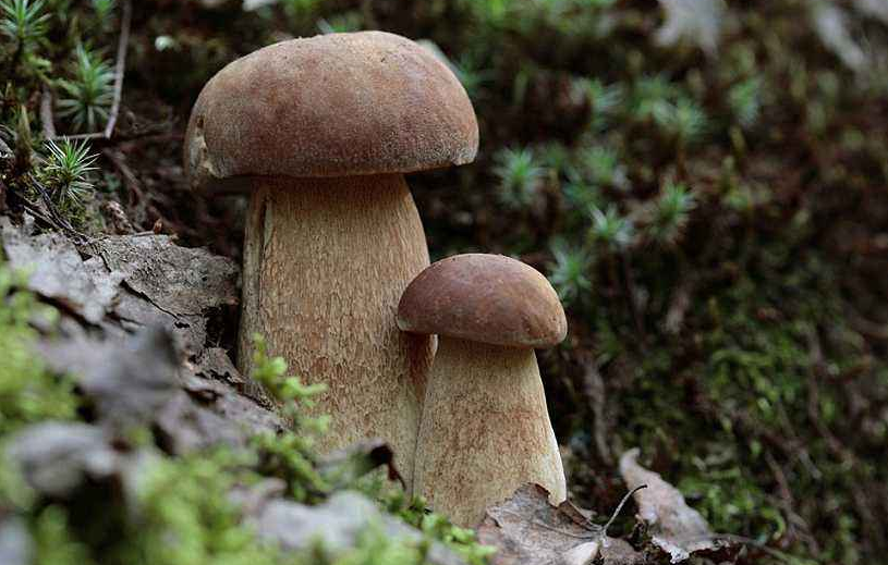 昆明人野生菌消費報告出爐市民最愛牛肝菌