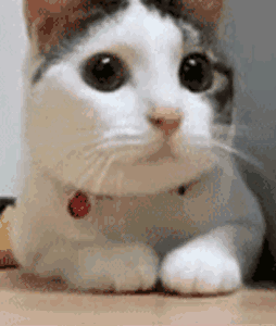 搓手猫GIF图片