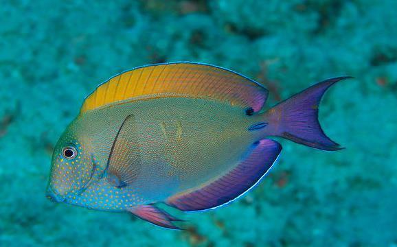 雙斑刺尾魚,為刺尾魚科刺尾魚屬的魚類,俗名緣邊刺尾魚