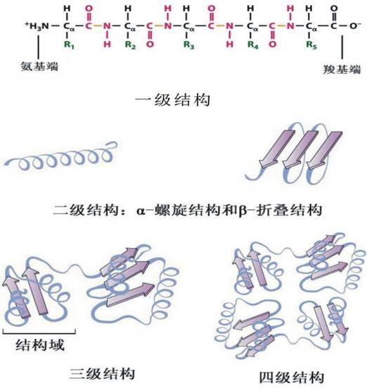 蛋白质一级结构图图片